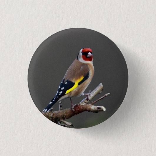 Goldfinchvogel Button (Vorderseite)