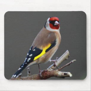 Goldfinchvogel Mousepad