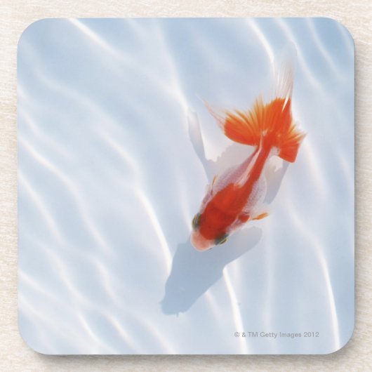 Goldfisch 5 untersetzer (Vorderseite)