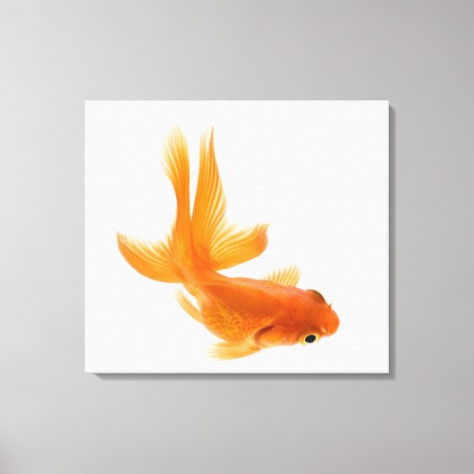 Goldfisch (Carassius auratus) 2 Leinwanddruck (Vorderseite)