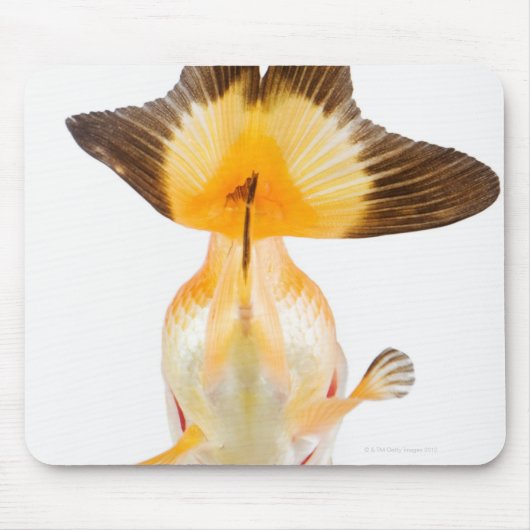 Goldfisch (Carassius auratus) 2 Mousepad (Vorne)