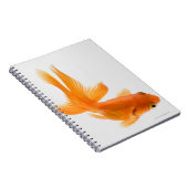 Goldfisch (Carassius auratus) 2 Notizblock (Rechte Seite)