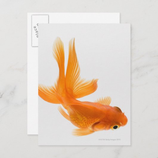 Goldfisch (Carassius auratus) 2 Postkarte (Vorne/Hinten)