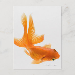 Goldfisch (Carassius auratus) 2 Postkarte