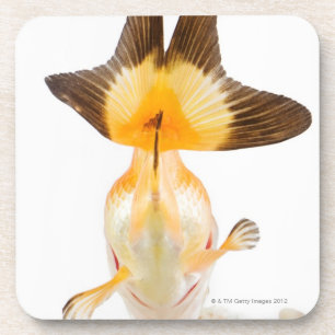Goldfisch (Carassius auratus) 2 Untersetzer