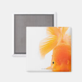 Goldfisch (Carassius auratus) Magnet (Vorderseite/Rückseite)