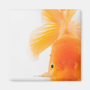 Goldfisch (Carassius auratus) Magnet