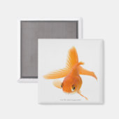Goldfisch (Carassius auratus) Magnet (Vorderseite/Rückseite)
