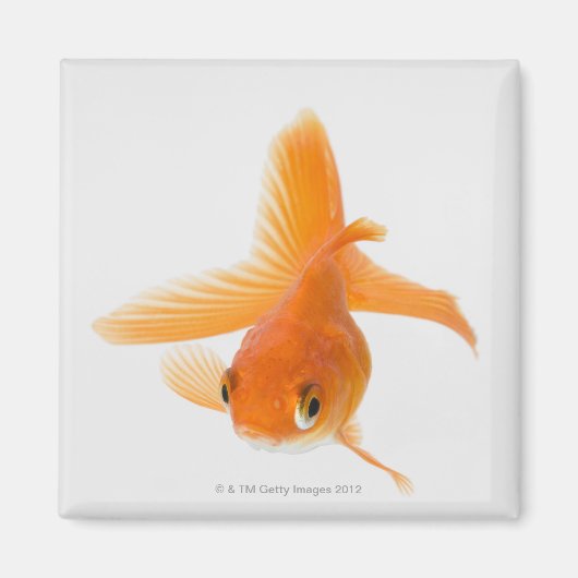Goldfisch (Carassius auratus) Magnet (Vorne)