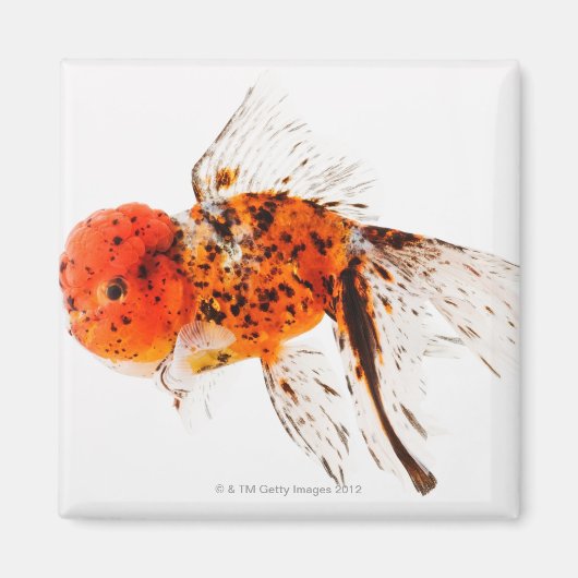 Goldfisch (Carassius auratus) Magnet (Vorne)