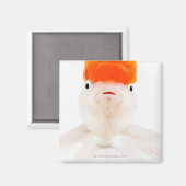 Goldfisch (Carassius auratus) Magnet (Vorderseite/Rückseite)