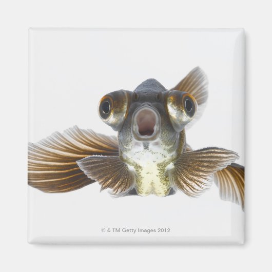 Goldfisch (Carassius auratus) Magnet (Vorne)