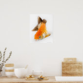 Goldfisch (Carassius auratus) Poster (Küche)