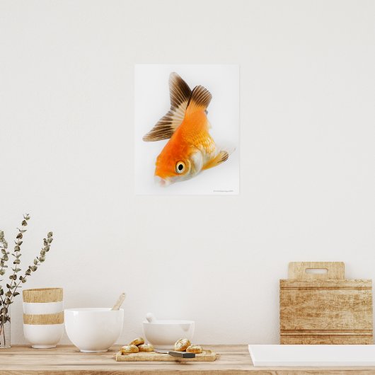 Goldfisch (Carassius auratus) Poster (Küche)