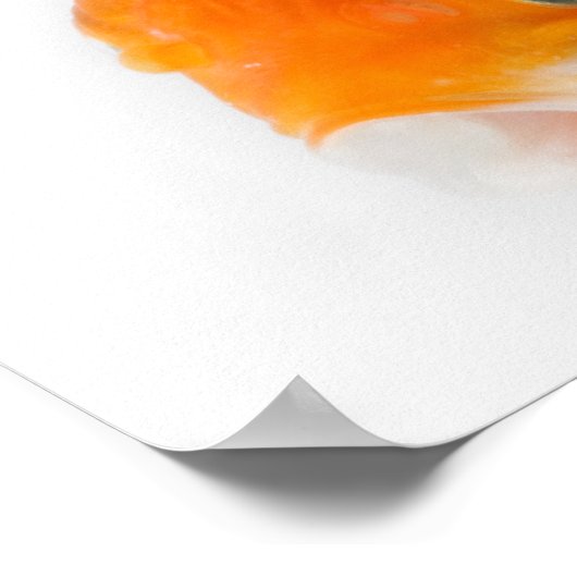 Goldfisch (Carassius auratus) Poster (Ecke)