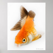 Goldfisch (Carassius auratus) Poster (Vorne)