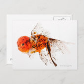 Goldfisch (Carassius auratus) Postkarte (Vorne/Hinten)
