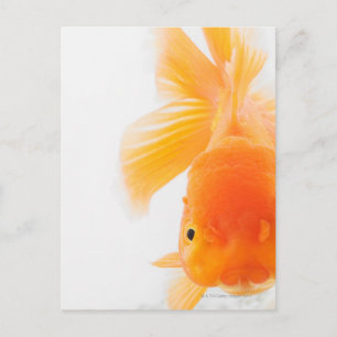 Goldfisch (Carassius auratus) Postkarte