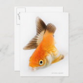 Goldfisch (Carassius auratus) Postkarte (Vorne/Hinten)