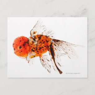 Goldfisch (Carassius auratus). Postkarte