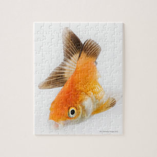 Goldfisch (Carassius auratus) Puzzle