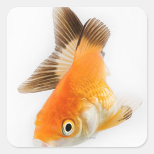 Goldfisch (Carassius auratus) Quadratischer Aufkleber