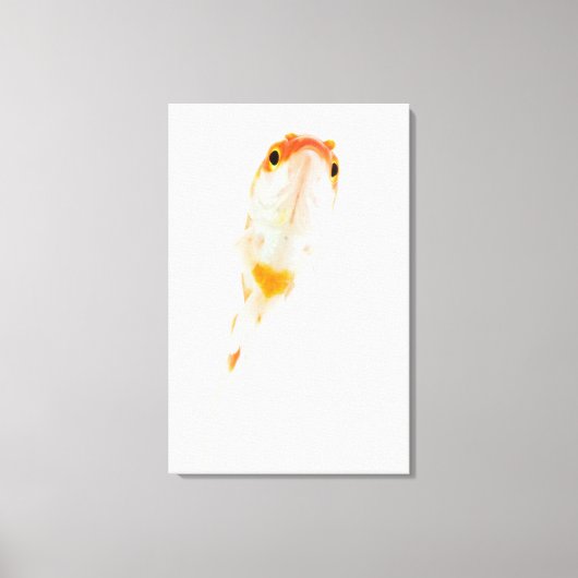 Goldfisch (Comet/Comet-tails) Leinwanddruck (Vorderseite)
