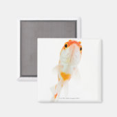 Goldfisch (Comet/Comet-tails) Magnet (Vorderseite/Rückseite)