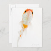 Goldfisch (Comet/Comet-tails) Postkarte (Vorne/Hinten)