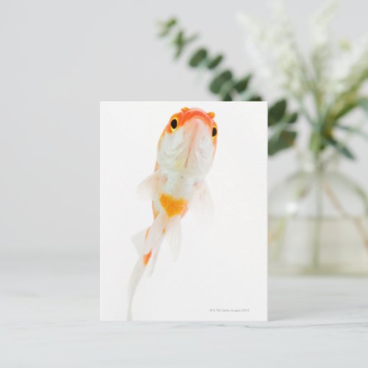Goldfisch (Comet/Comet-tails) Postkarte (Stehend Vorderseite)