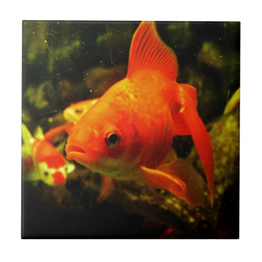 Goldfisch Fliese (Vorderseite)