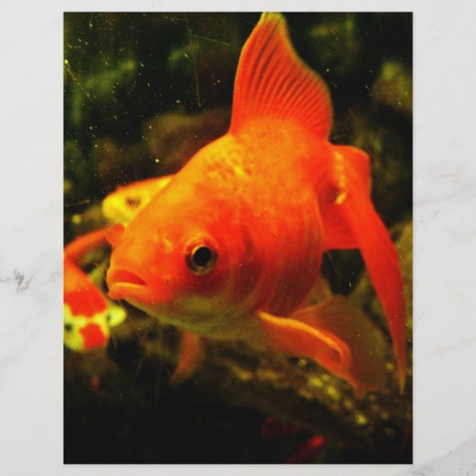 Goldfisch Flyer (Vorne)