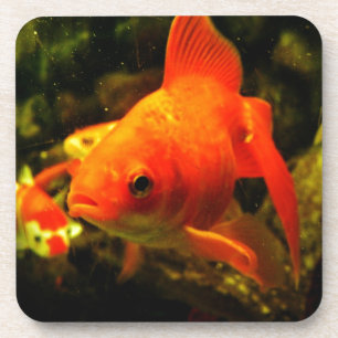 Goldfisch Getränkeuntersetzer