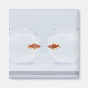 Goldfisch in den unterschiedlichen fishbowls, die magnet