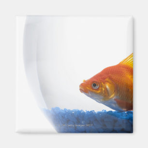 Goldfisch in der Schüssel auf weißem Hintergrund Magnet