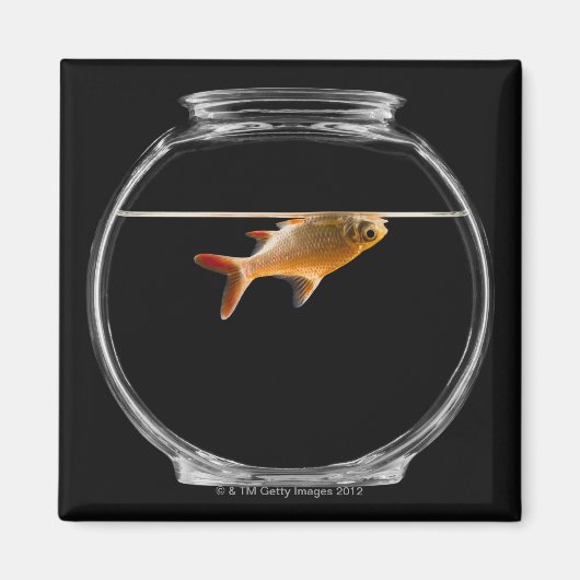 Goldfisch in Schüssel 2 Magnet (Vorne)