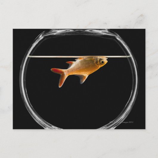 Goldfisch in Schüssel 2 Postkarte (Vorderseite)