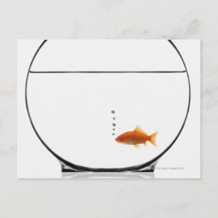 Goldfisch in Schüssel Postkarte