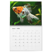 Goldfisch-Kalender 2025 Kalender (Mär 2026)