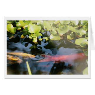 Goldfisch-leere Karten