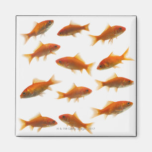 Goldfisch Magnet
