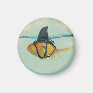 Goldfisch mit einer Haifischflosse Magnet