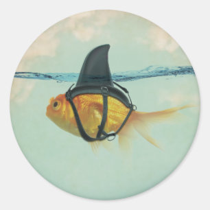 Goldfisch mit einer Haifischflosse Runder Aufkleber
