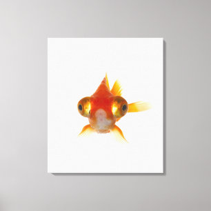 Goldfisch mit großen Augen 2 Leinwanddruck