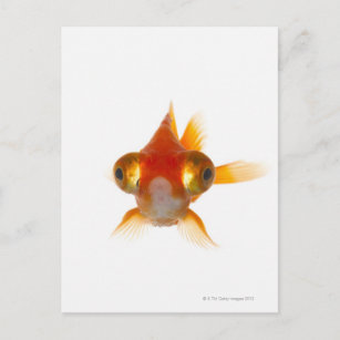 Goldfisch mit großen Augen 2 Postkarte
