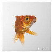 Goldfisch mit großen Augen 3 Fliese (Vorderseite)