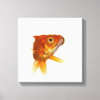 Goldfisch mit großen Augen 3 Leinwanddruck