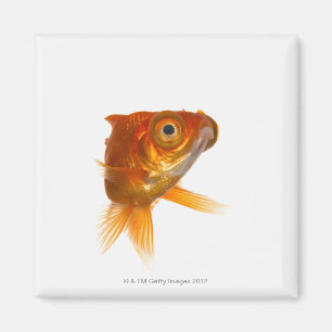 Goldfisch mit großen Augen 3 Magnet