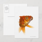 Goldfisch mit großen Augen 3 Postkarte (Vorne/Hinten)