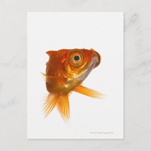 Goldfisch mit großen Augen 3 Postkarte (Vorderseite)